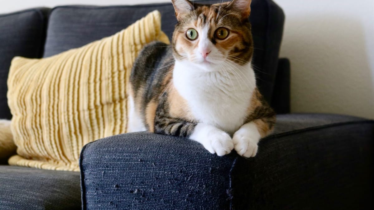 Chat tricolore couché sur un canapé bleu, près de coussins jaunes