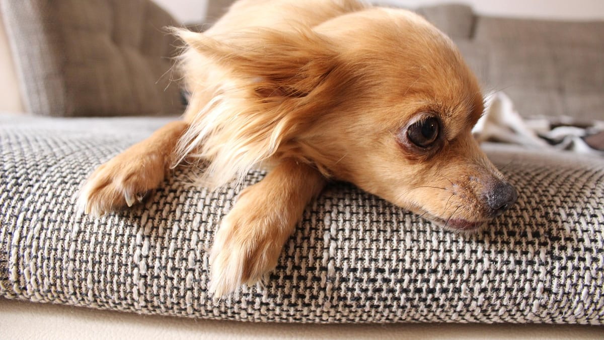 Petit chien roux allongé sur l'accoudoir d'un canapé