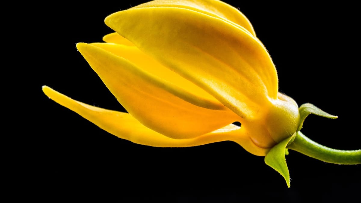 Fleur jaune d'ylang-ylang aux longs pétales, sur fond noir